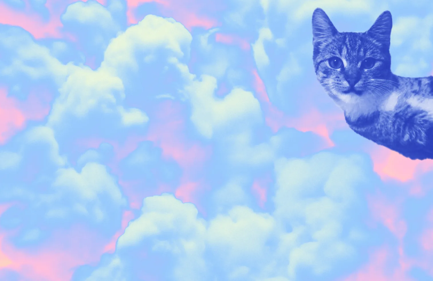 Un chat qui passe la tête dans un ciel de nuages bleus et roses.